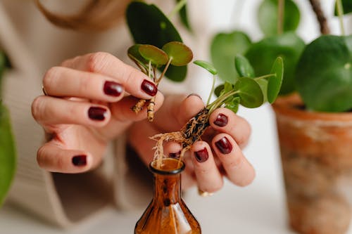 Best Plants to Propagate Indoors Over Winter