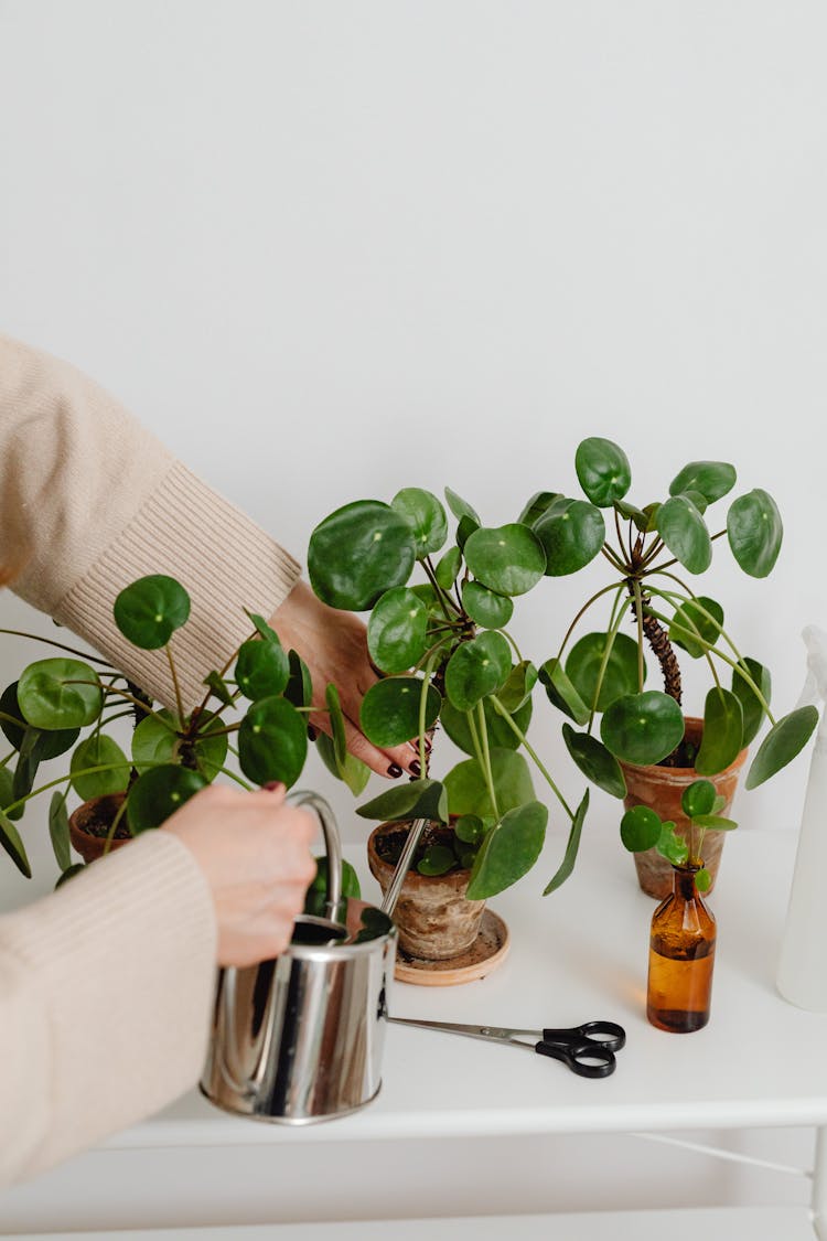 Woman Watering Houseplants 