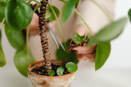 Free Close-up of a Potted Plant Stock Photo