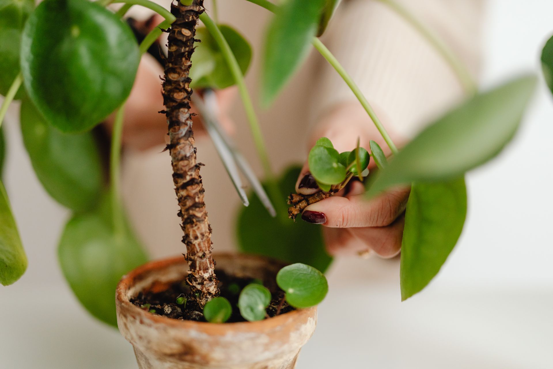 Detailed view of hands pruning a Pilea plant indoors, focused on care and maintenance.