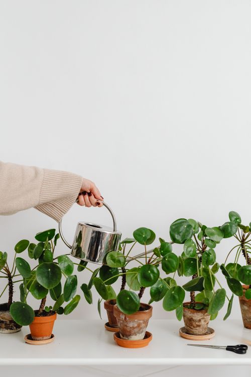 Free Hand of a woman watering potted plants on a white shelf. Indoor gardening concept. Stock Photo