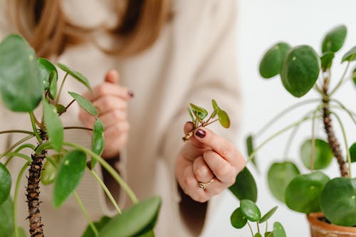 A Person Holding a Plant Cutting