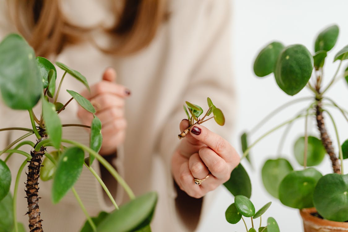 Free A Person Holding a Plant Cutting Stock Photo