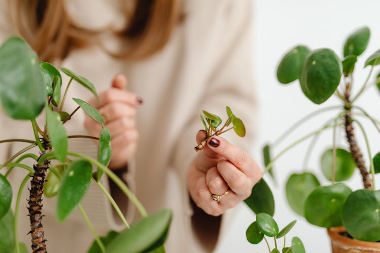 A Person Holding A Plant Cutting