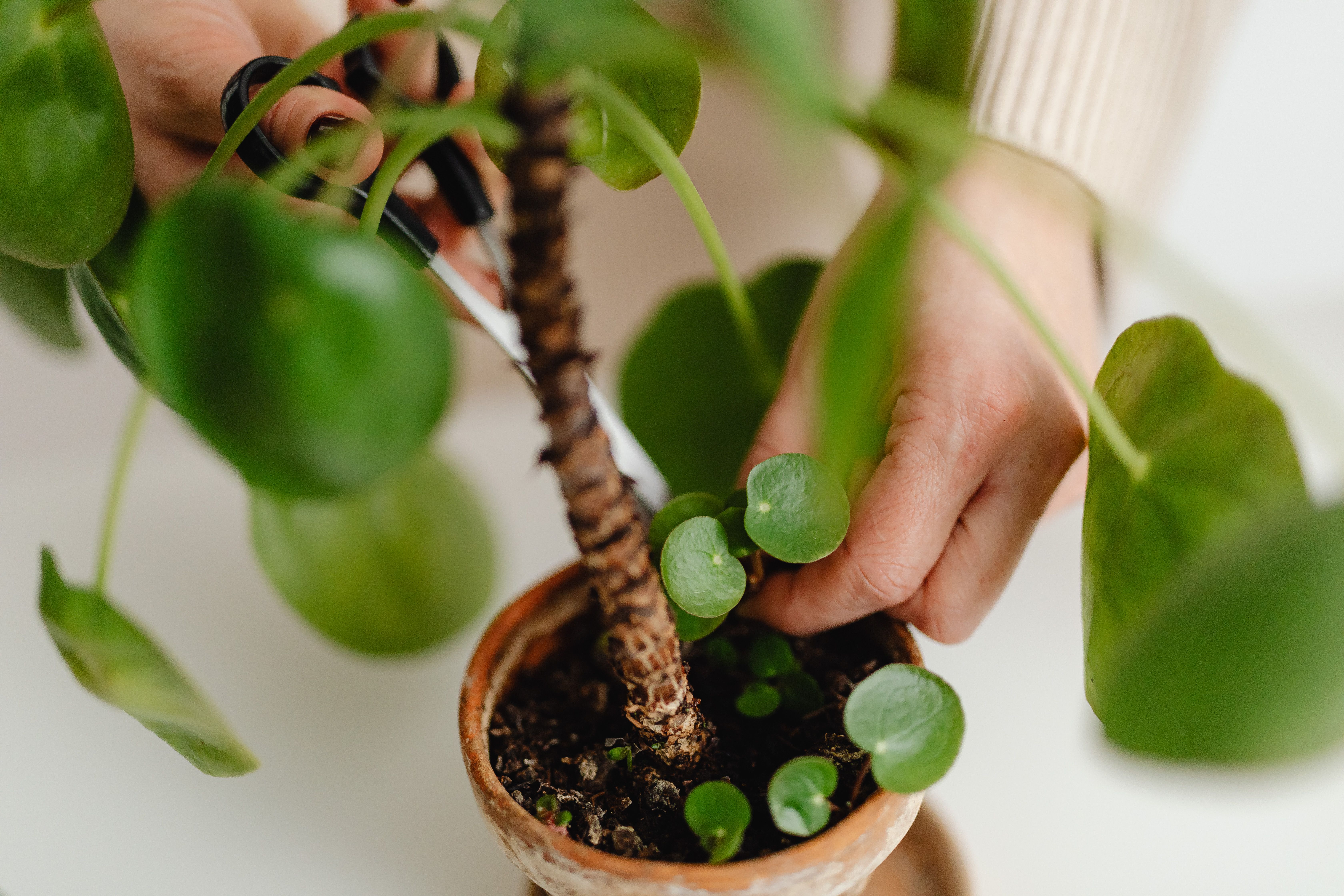 Person Planting Chinese Money Plant