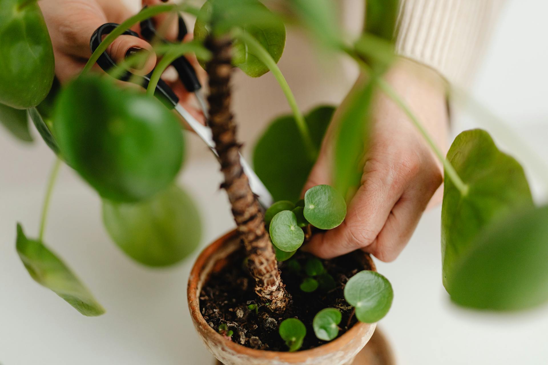 Hands carefully pruning a vibrant Pilea plant in a clay pot indoors.