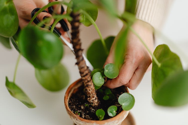 Close-up Of A Person Cutting A Plant