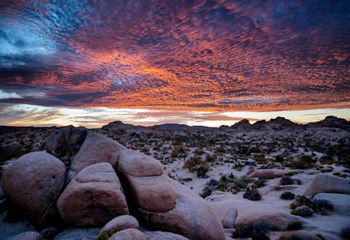 A Picturesque Sunset at Joshua Tree National Park