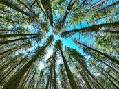 Low Angle Photography of Trees