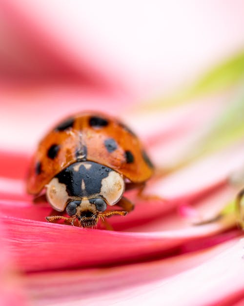 Free Close-Up Shot of Orange and Black Beetle Stock Photo