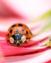 Free stock photo of beetle, biology, bright