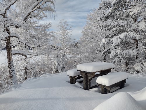 Gratis Immagine gratuita di alberi, congelato, coperto di neve Foto a disposizione