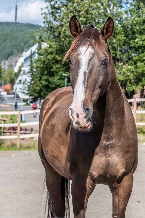 Fotobanka s bezplatnými fotkami na tému dedinský, exteriéry, farma