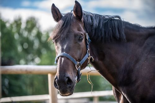 Free A detailed close-up of a horse in an outdoor setting with a natural background, perfect for nature and animal lovers. Stock Photo