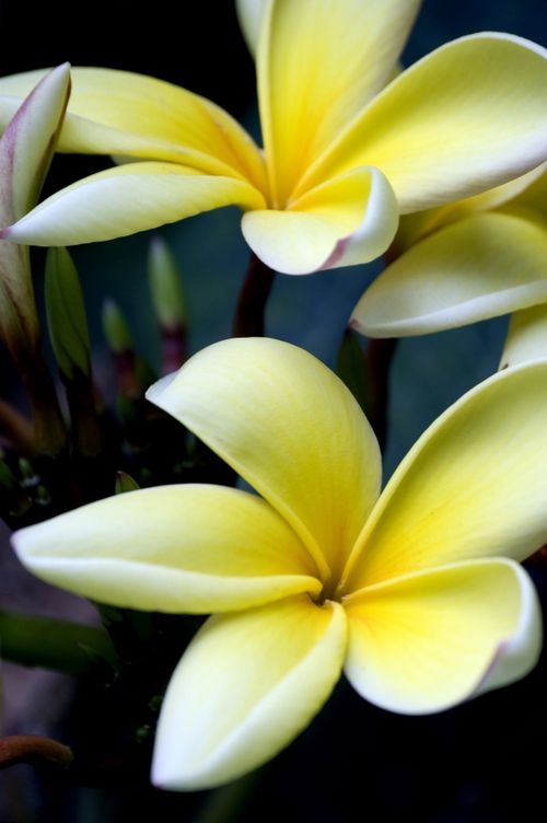 Free Vibrant close-up of yellow Plumeria blossoms showcasing natural beauty in Caracas, Venezuela. Stock Photo