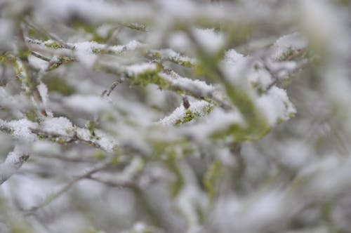 Gratis lagerfoto af grene, sne, træer dækket af sne