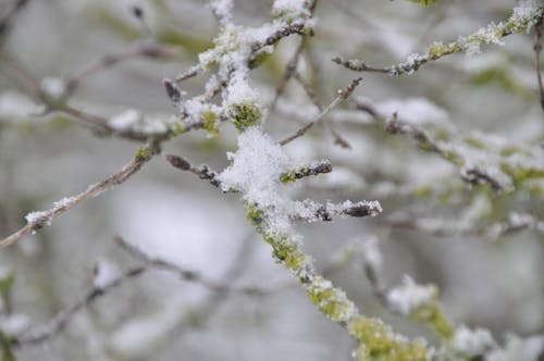 Gratis lagerfoto af grene, sne, træer dækket af sne