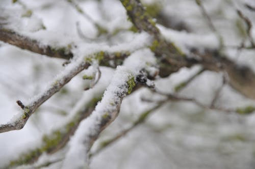 Gratis lagerfoto af grene, sne, træer dækket af sne