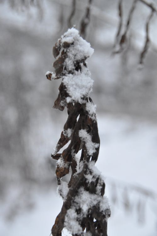 Gratis lagerfoto af grene, sne, træer dækket af sne