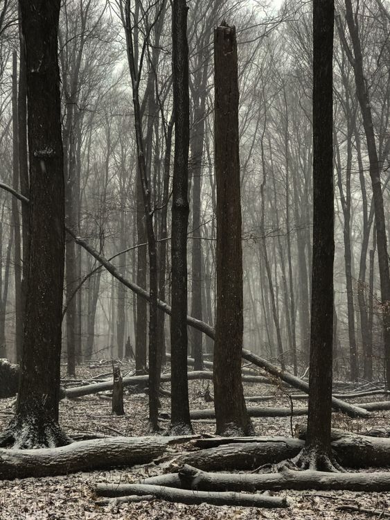 Leafless Trees in the Woods · Free Stock Photo