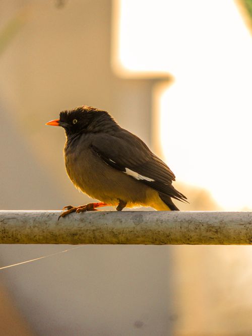 Free Close-up of an Indian Pied Starling perched on a metal rail in natural light. Stock Photo