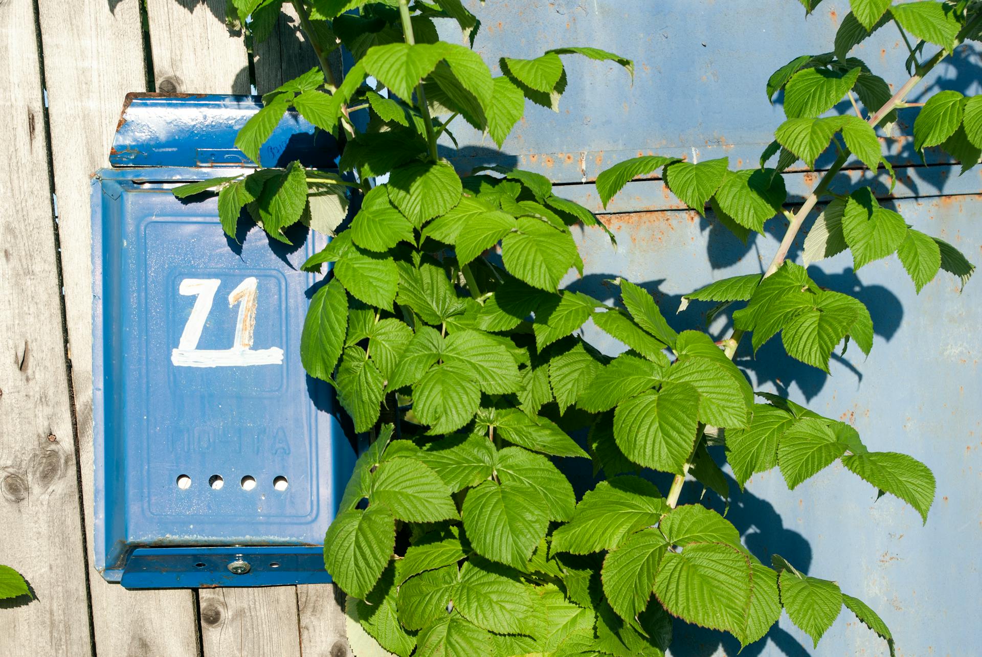A close-up of green leaves from a climbing plant surrounding a blue vintage mailbox on a sunny day.