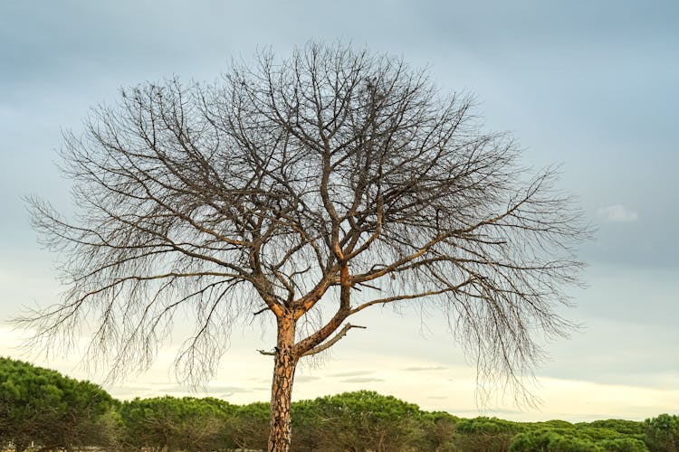 A Leafless Tree Crown 