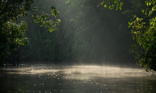 Základová fotografie zdarma na téma krajina, listoví, mlha