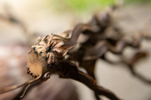 Základová fotografie zdarma na téma biodiverzity, divoký, druh