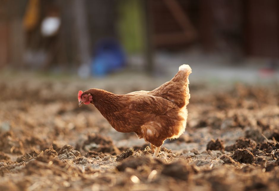 E. coli дольше выживает в почве с птичьим помётом: результаты двухлетнего исследования