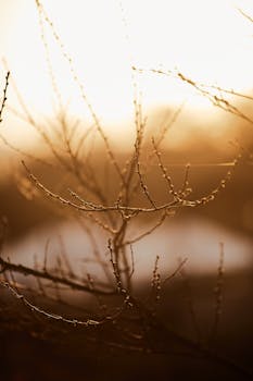A serene view of bare branches silhouetted against a golden sunrise, evoking winter's tranquility.