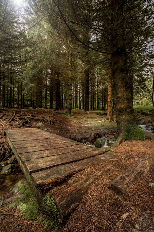 Immagine gratuita di alberi, foresta, natura