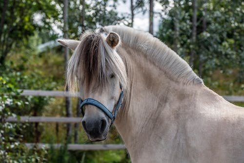 Kostnadsfri bild av bondgård, däggdjur, djur