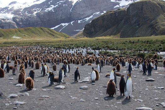 Small-ship expedition ex-Ushuaia — Antarctica
