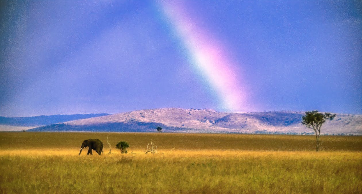 Gratuit Imagine de stoc gratuită din curcubeu, elefant, masai mara Fotografie de stoc