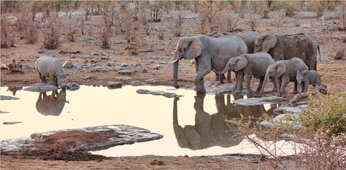 Fotos de stock gratuitas de animal, cuerpo de agua, elefantes