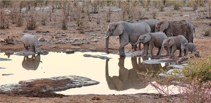 Etosha waterhole game drives — Namibia