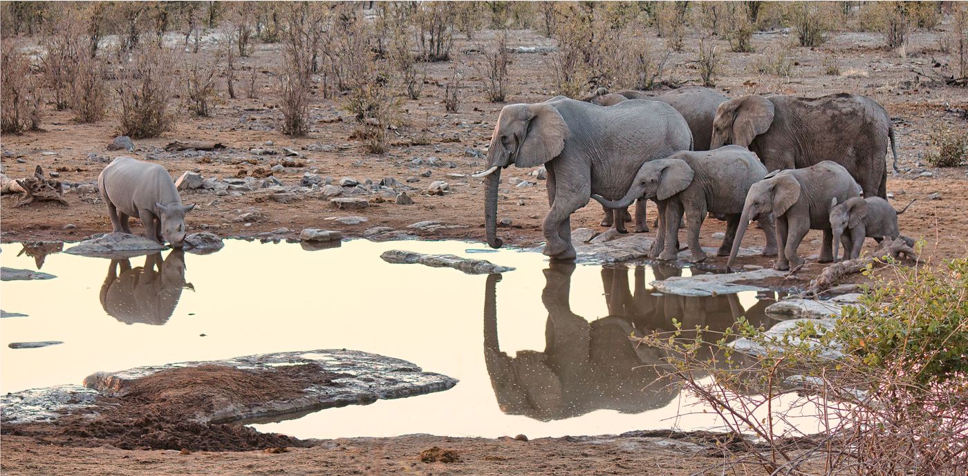 Słonie i nosorożec przy wodopoju w Parku Narodowym Etosha w Namibii