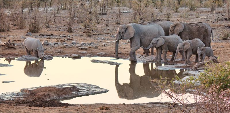 Floodlit Waterholes