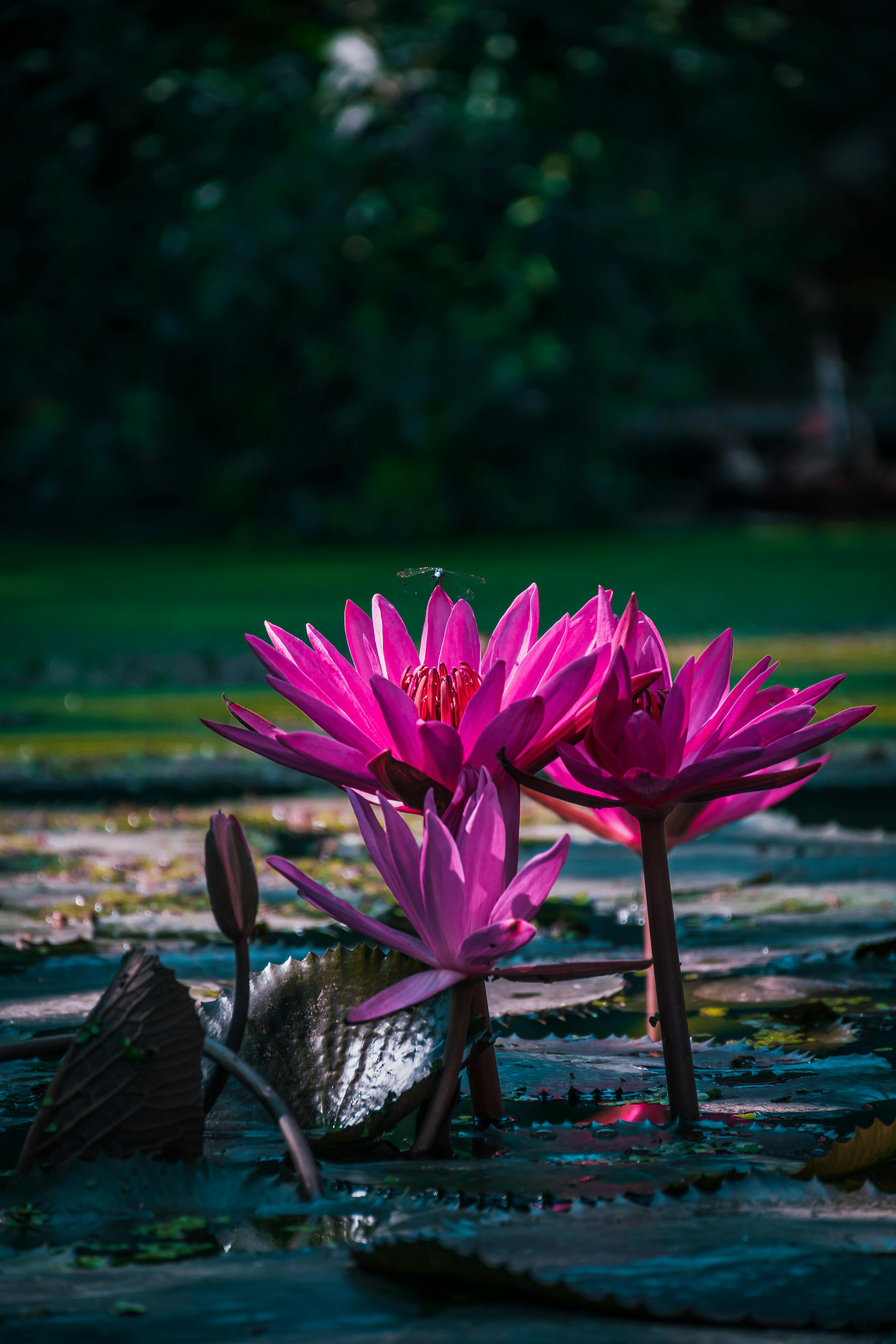 Pink Flowers on Water Pond · Free Stock Photo