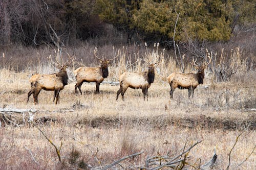 Kostenloses Stock Foto zu antilope, bock, elch