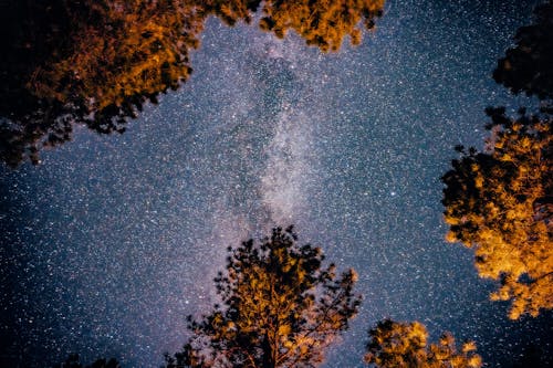 Безкоштовне стокове фото на тему «galaxy, Астрофотографія, дерева»