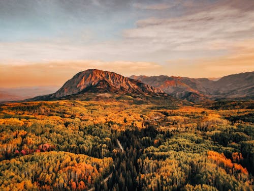 Dense Forest Near the Mountain