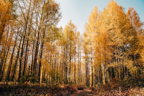 Безкоштовне стокове фото на тему «дерева, жовті листя, ліс»