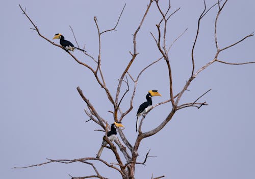 Birds Perched on Tree Branches 