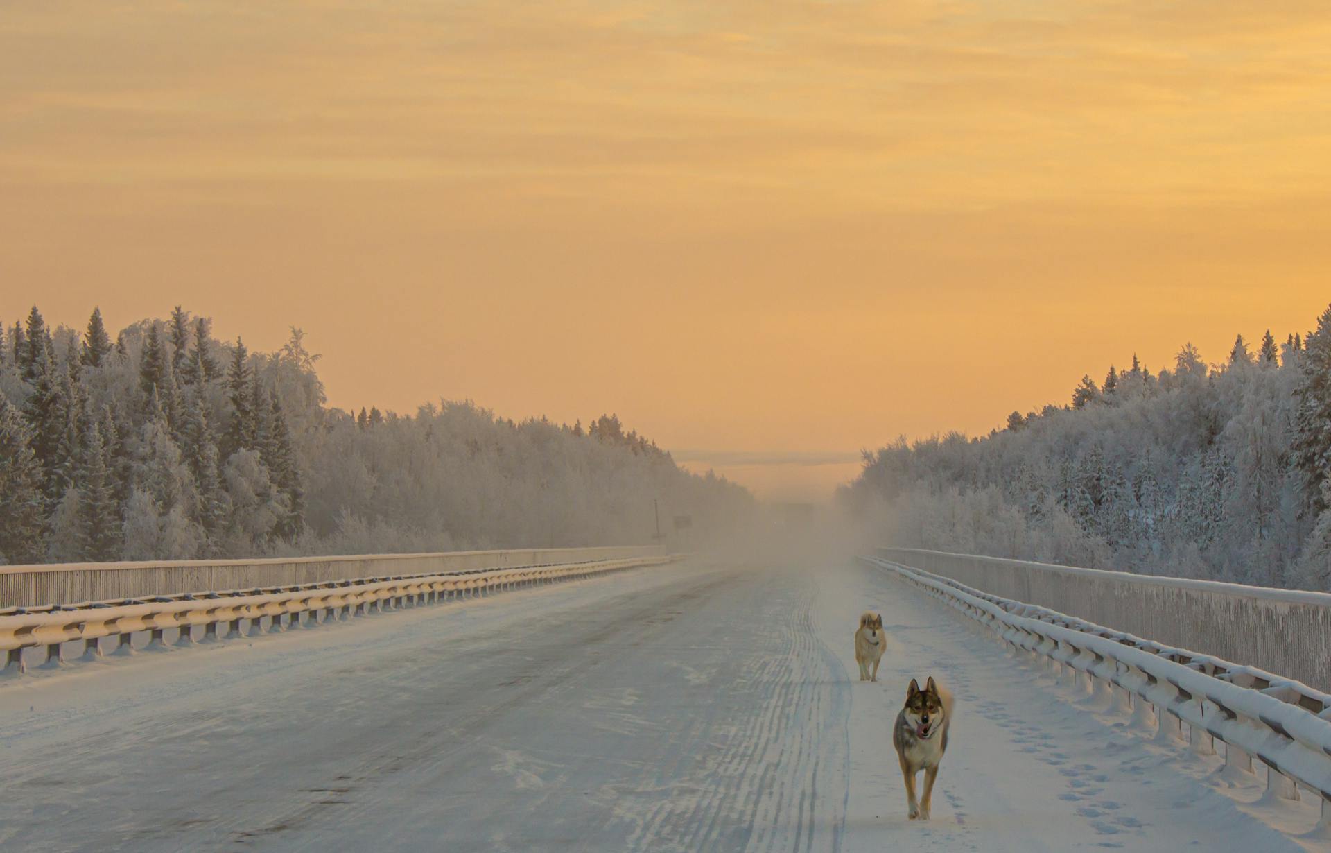 Two Dogs on Snow-Covered Road during Sunrise