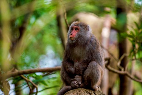Free A close-up photo of a Rhesus macaque monkey calmly sitting on a tree in a vibrant green forest. Stock Photo