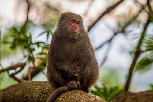 Free Captivating portrait of a macaque perched on a tree branch in Taipei's lush forest. Stock Photo