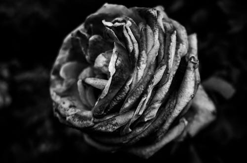 Grayscale Photo of a Rose 