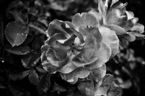 Darmowe zdjęcie z galerii z botaniczny, czarno-biały, flora